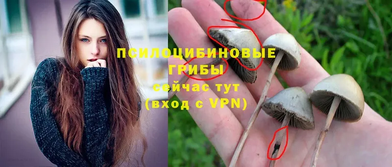 shop формула  Асино  Псилоцибиновые грибы MAGIC MUSHROOMS 